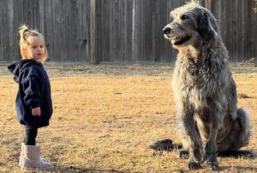 Pregnant Kylie Kelce and Jason Kelce Mourn Death of Dog Baloo - E! Online